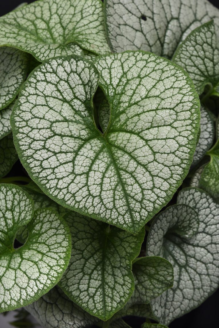 Plant Frost King Bugloss For Its Large Silver Leaves