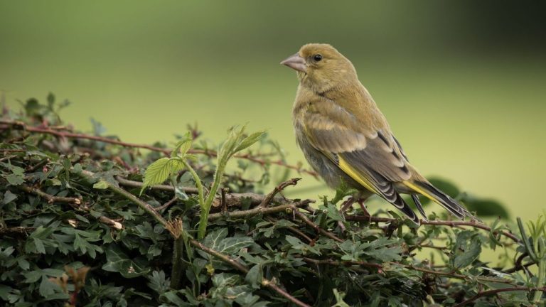 Bird Nesting Season Has Begun – And This is the One Gardening Job Experts Say to Pause in April