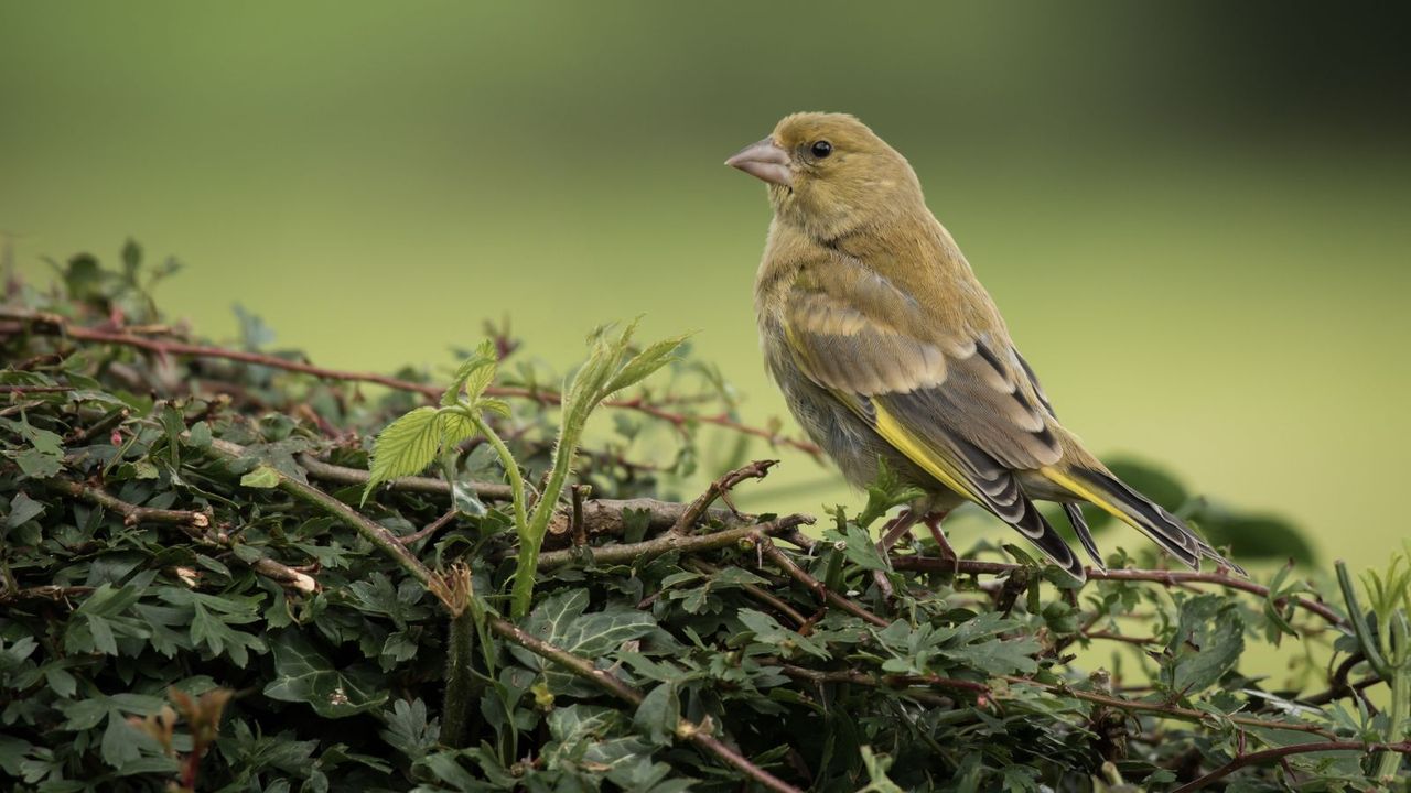 Bird Nesting Season Has Begun – And This is the One Gardening Job Experts Say to Pause in April