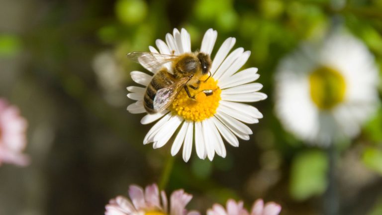 This is the One Plant You Need to Bridge the Pollinator 'Hunger Gap' in April – To Feed Those Early Bees and Butterflies