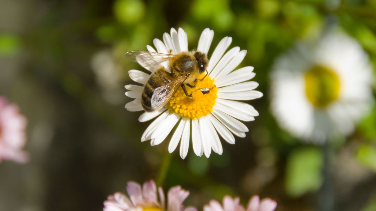 This is the One Plant You Need to Bridge the Pollinator 'Hunger Gap' in April – To Feed Those Early Bees and Butterflies