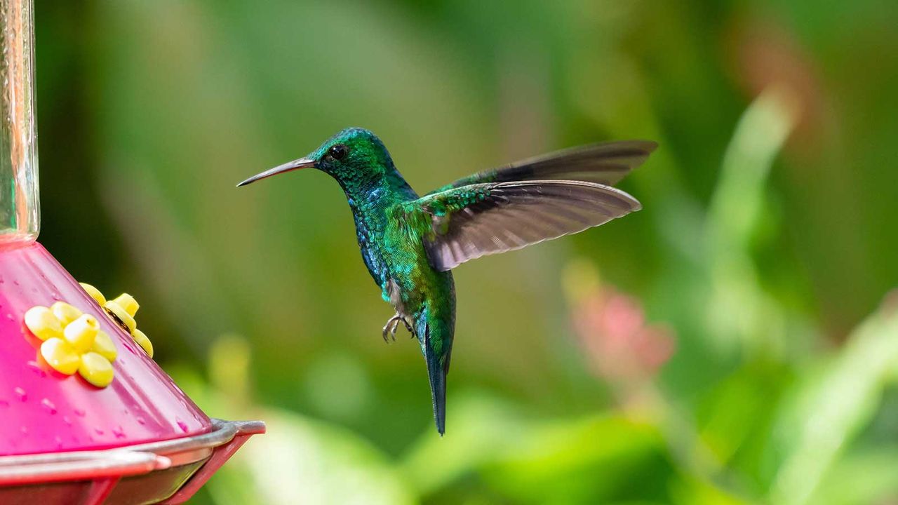 How to Keep Ants Out of Hummingbird Feeders – 6 Simple Fixes That Actually Work (and Keep Nectar Clean for Longer)