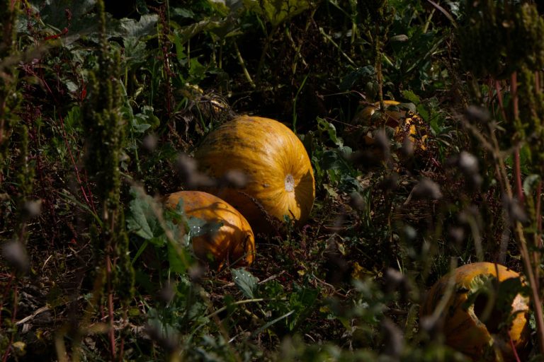 Autumn harvest: What plants can you harvest in autumn 
