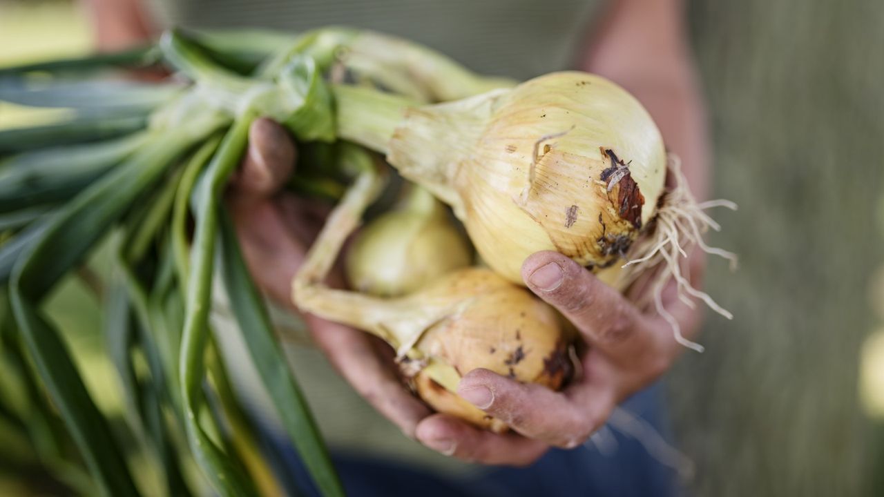 Never Throw Away a Sprouting Onion – There Are Just 5 Steps to Replant it For a Brand New Harvest