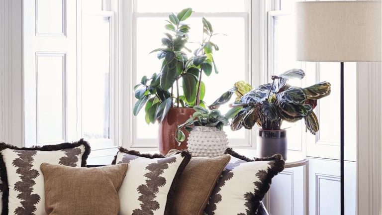 What Your Rubber Plant Really Needs in April to for Bushier Growth and Glossy Foliage – 5 Tasks to Do Now