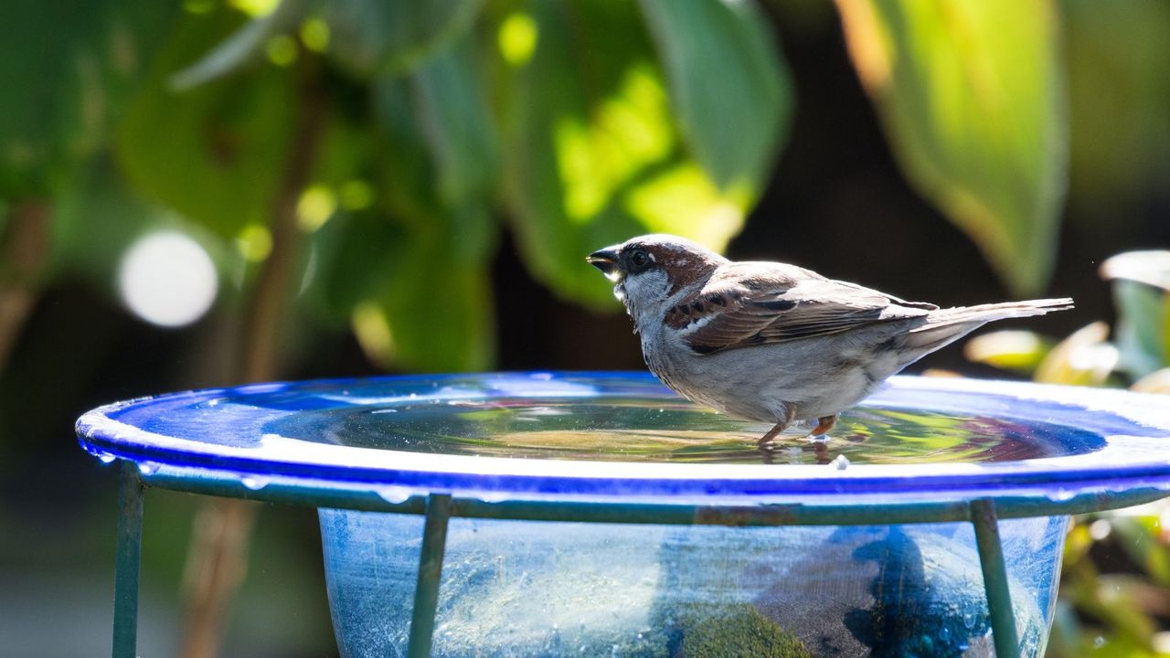 This Glass Bird Bath Will Bring an Artisanal Touch to Any Garden – It's One of the Prettiest Options We've Seen