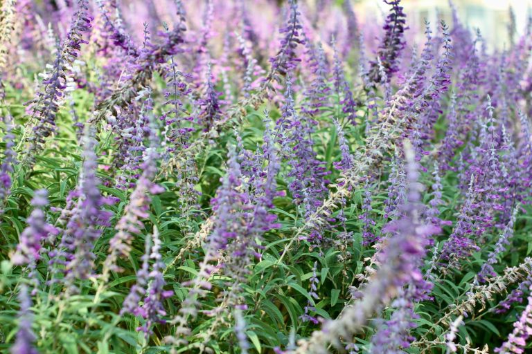 How to keep your salvia plants sizzling 