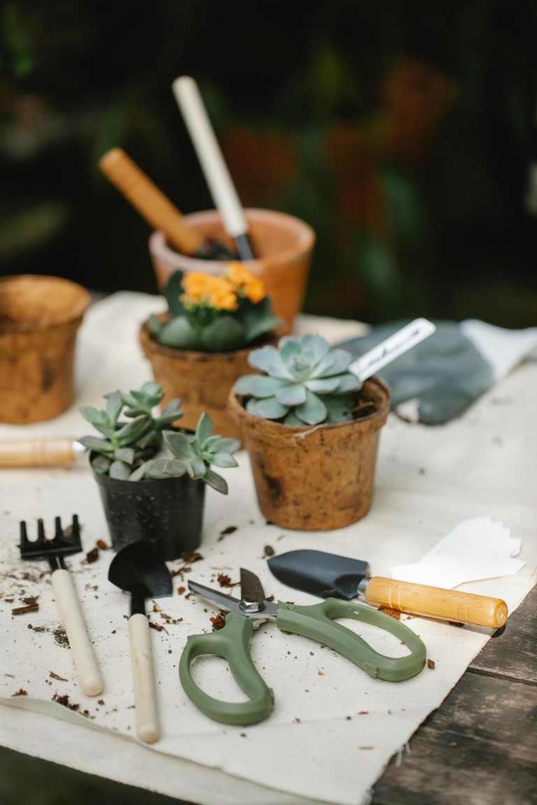 Easy-to-grow plants perfect for beginner gardeners 