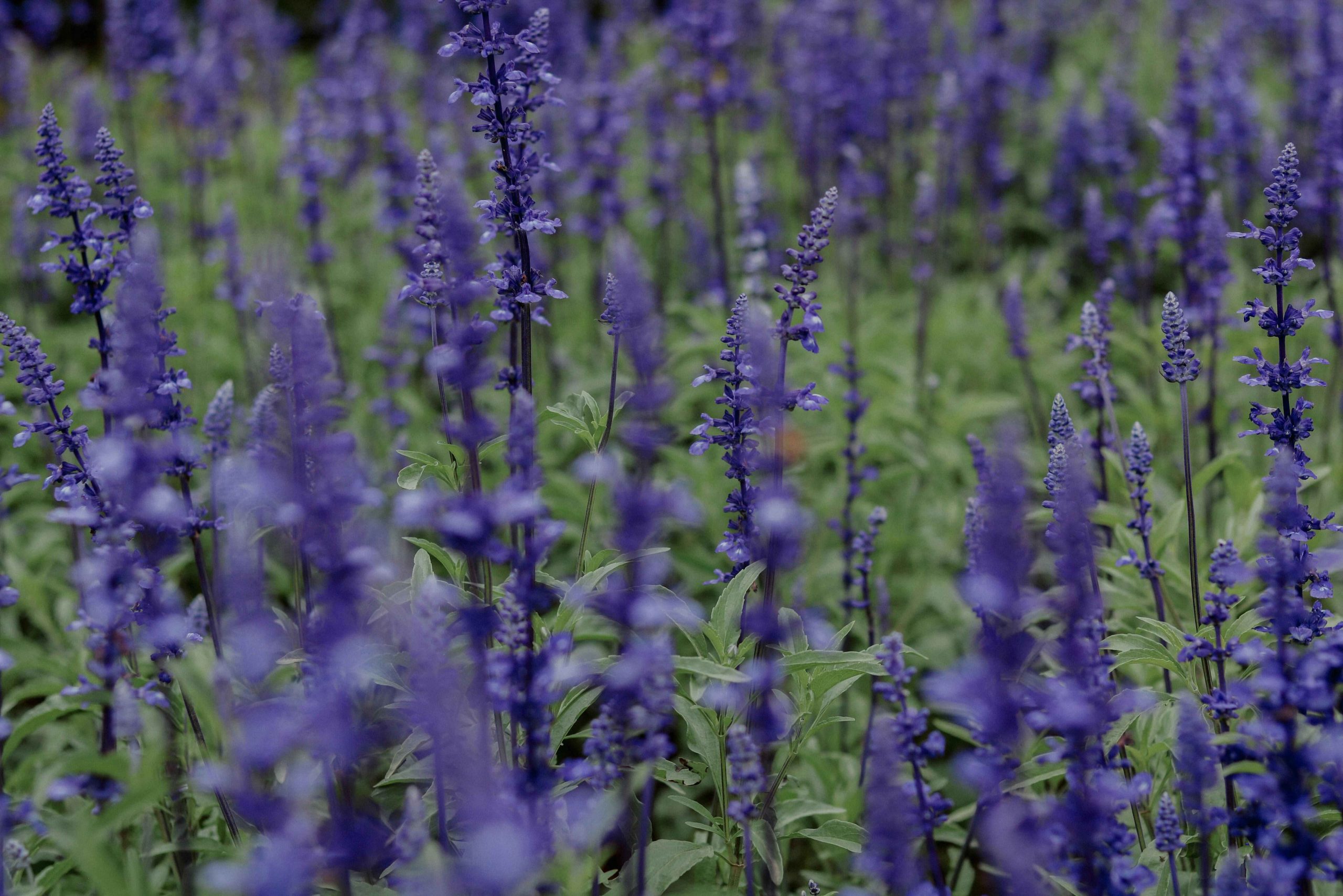 Perennials to cut back in April 