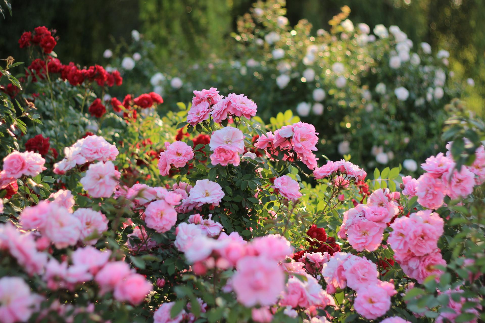 10 Plants for a four-season garden
