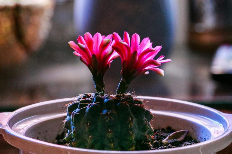 Tips to get your houseplants to bloom fast 