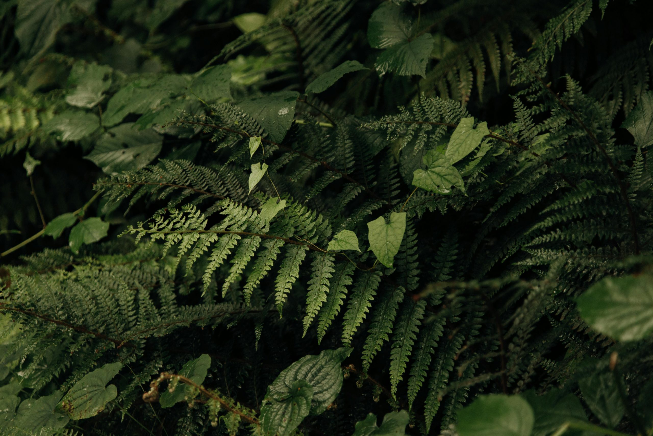Types of plants that tolerate shady conditions 
