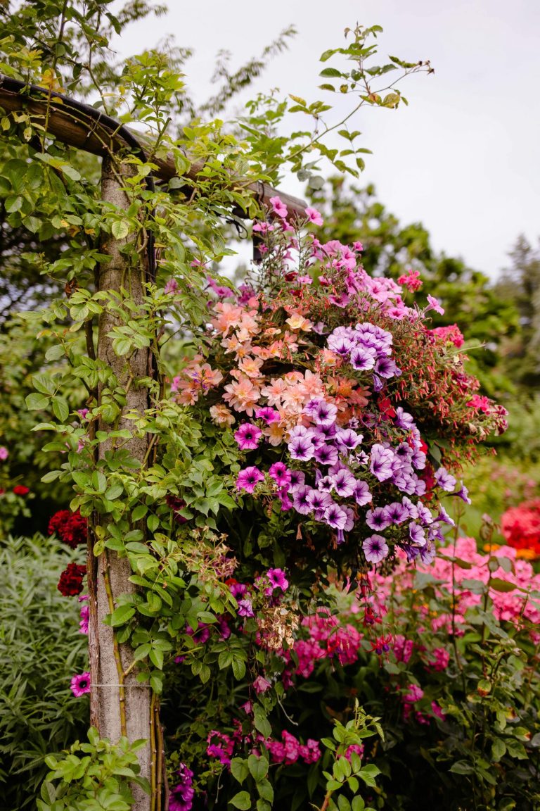 Tips on using colour combinations in your garden 