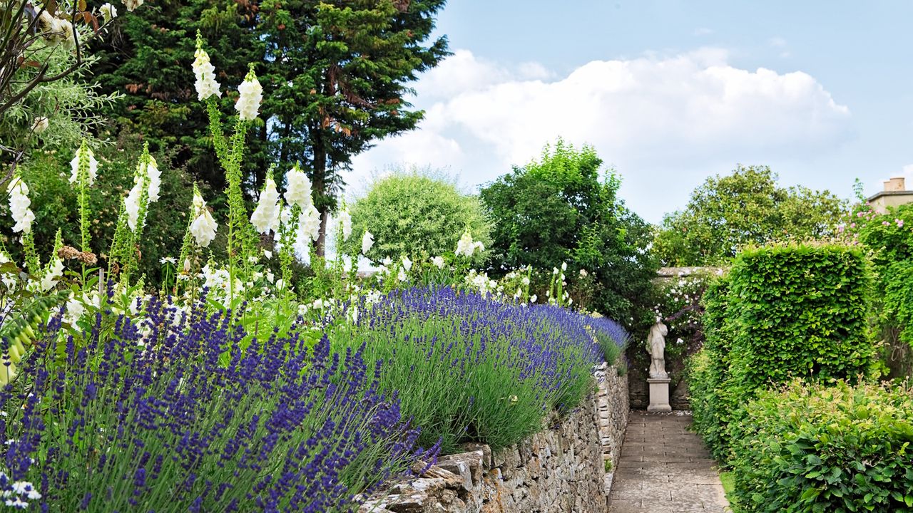 What to Do with Lavender in April to Set Your Plant Up for Its Best Summer Bloom Yet