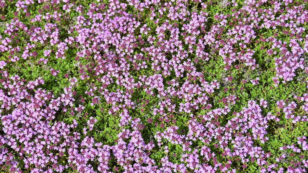 Underrated Plants – 8 Overlooked Garden Gems Experts Say Deserve A Spot In Every Yard