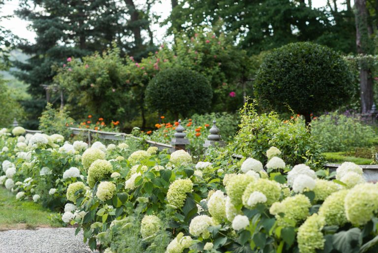 How to Care for Hydrangeas—Plus 5 Tips to Bring Them Back Year After Year