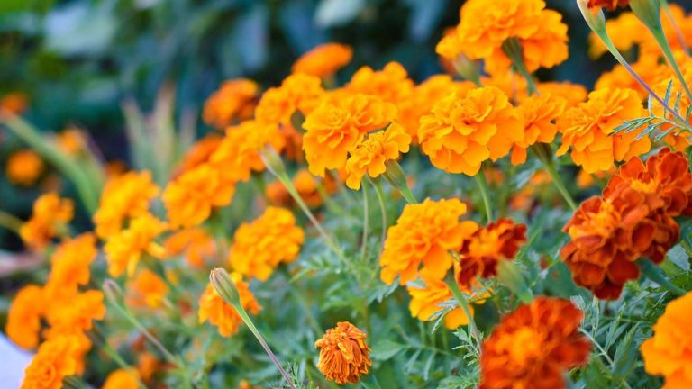 Your Marigolds Can Save Your Garden this Summer – Here’s What to Do in May To Give Them The Best Chance Of Success