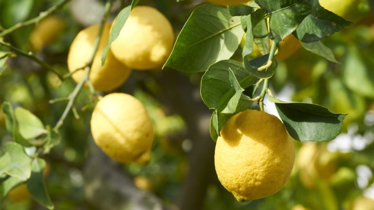 Fertilize These Trees in May for Strong Growth – And the Ones You Should Never Feed Now
