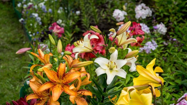 Lily Beetles Are Emerging This Month – And This Surprising Natural Trick Can Help Stop an Infestation Early