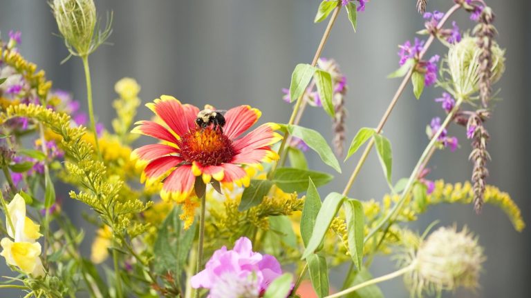 How to Plant a Drought-Tolerant Pollinator Garden – 7 of the Best Native Perennials and Shrubs