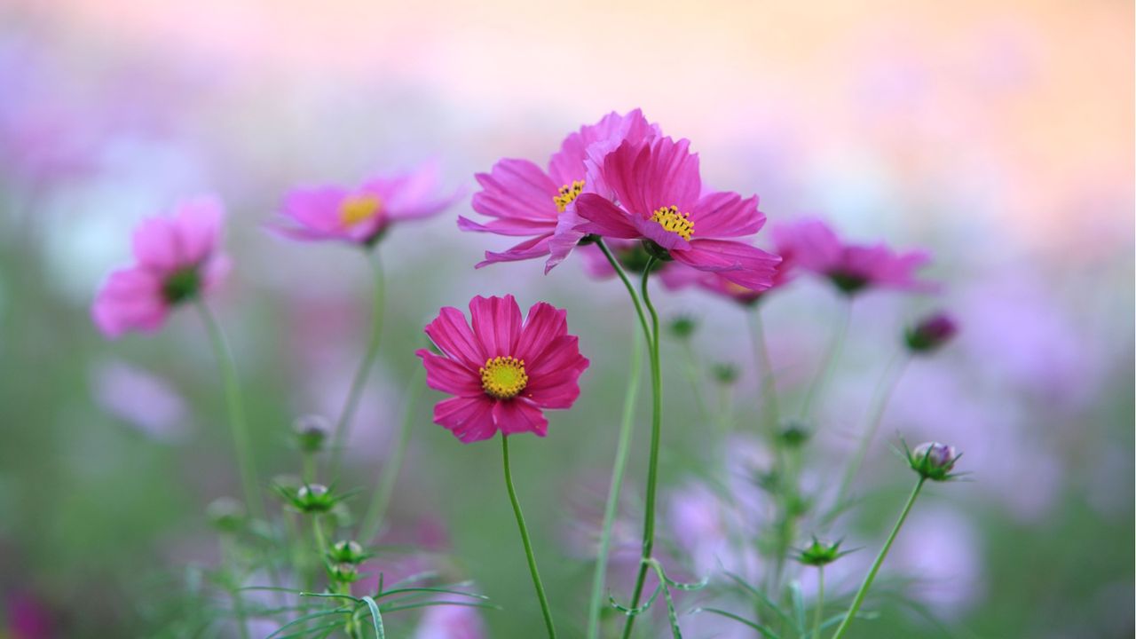 The Fastest Way to Fill Gaps in Your Garden in May − 7 Flowers That Grow in Weeks