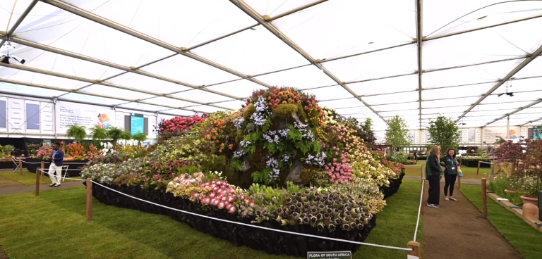 South Africa wins gold again at the RHS Chelsea Flower Show