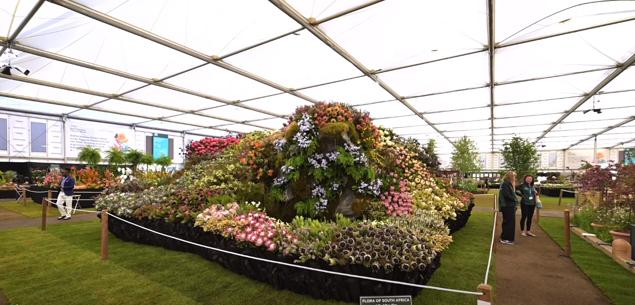 South Africa wins gold again at the RHS Chelsea Flower Show