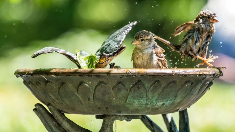 This $50 Solar Birdbath Is the Easy Garden Upgrade That Attracts Birds by Day and Creates a Magical Glow at Night