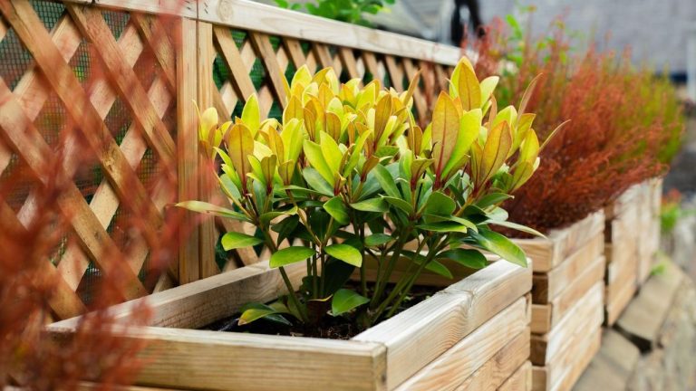 ALDI's Belavi Cube Planter is a Small-Space Hero That's About to Transform the Awkward Corners of My Yard