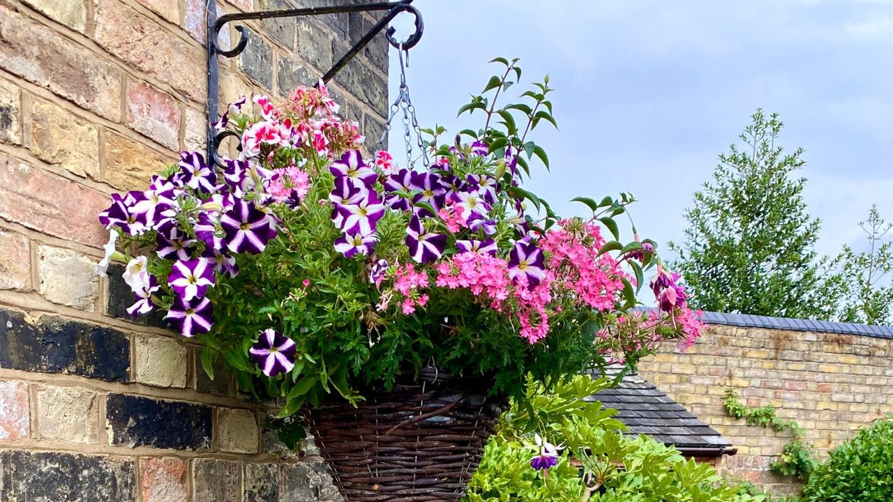 Want a Spectacular Summer Garden Without the Fuss? These Plants For Hanging Baskets Actually Thrive on Neglect