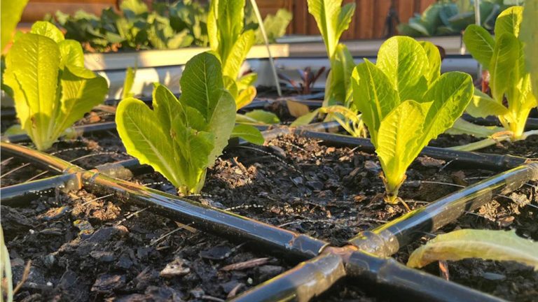 This Modular Irrigation Grid Is a Lifeline For Gardens in a Heatwave – You'll Never Have to Pick Up a Hose Again