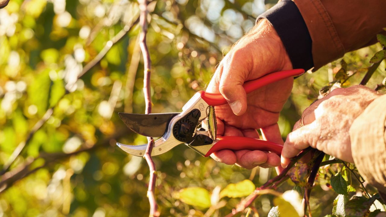 The Right Tools Can Make Pruning Faster, More Precise, and Feel Effortless – These Are the Ones Experts Swear By