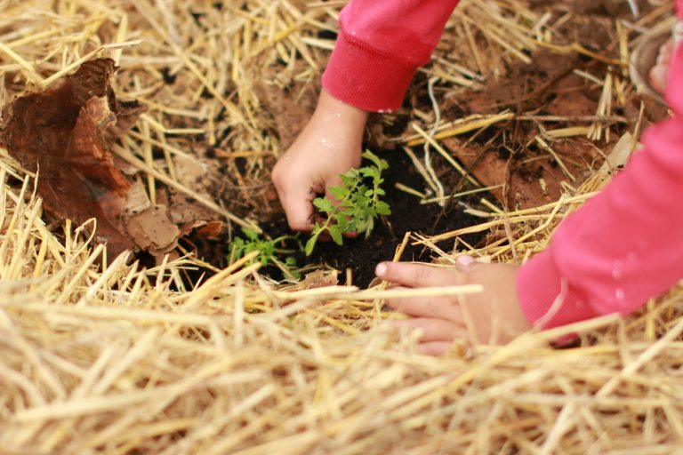 Frost protection for plants