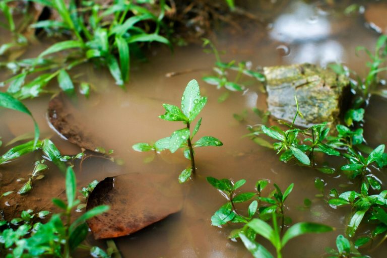 Waterlogged soil after heavy rain? Here’s what to do