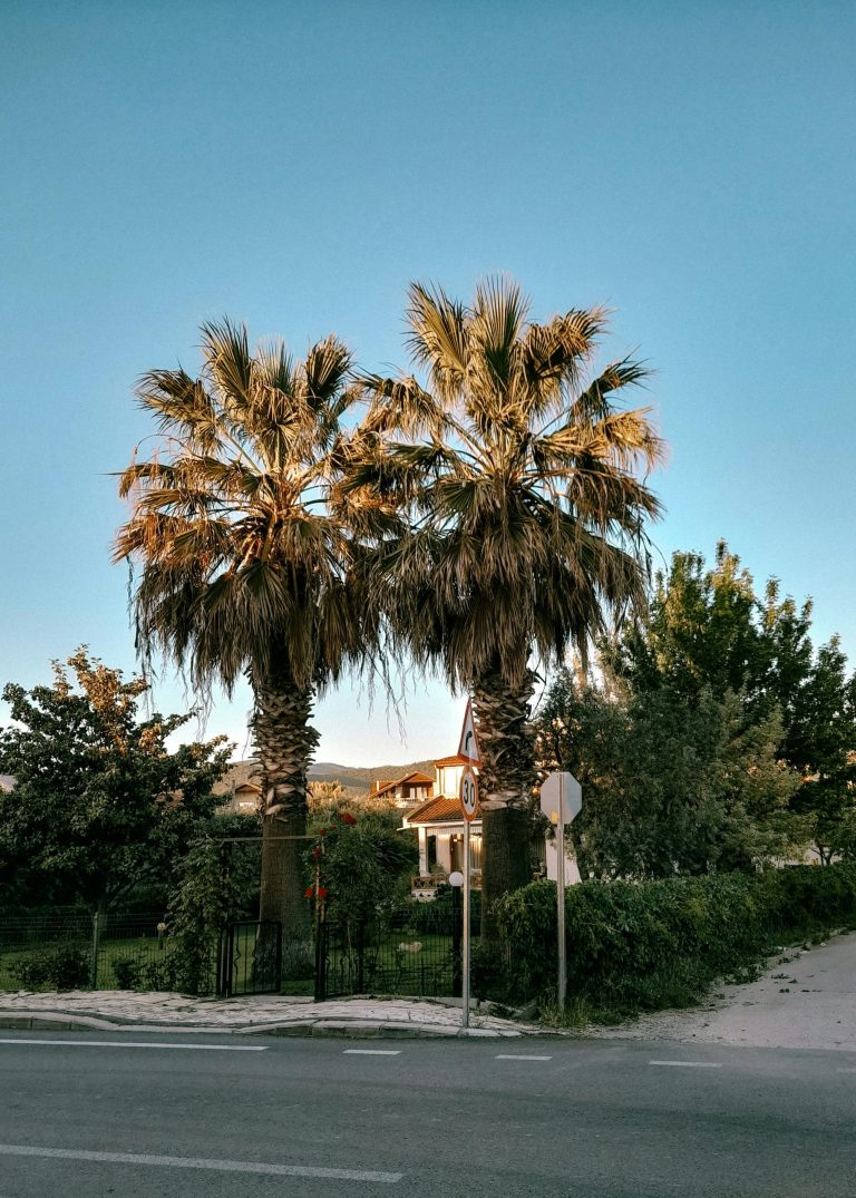 The best and worst trees for windy South African gardens