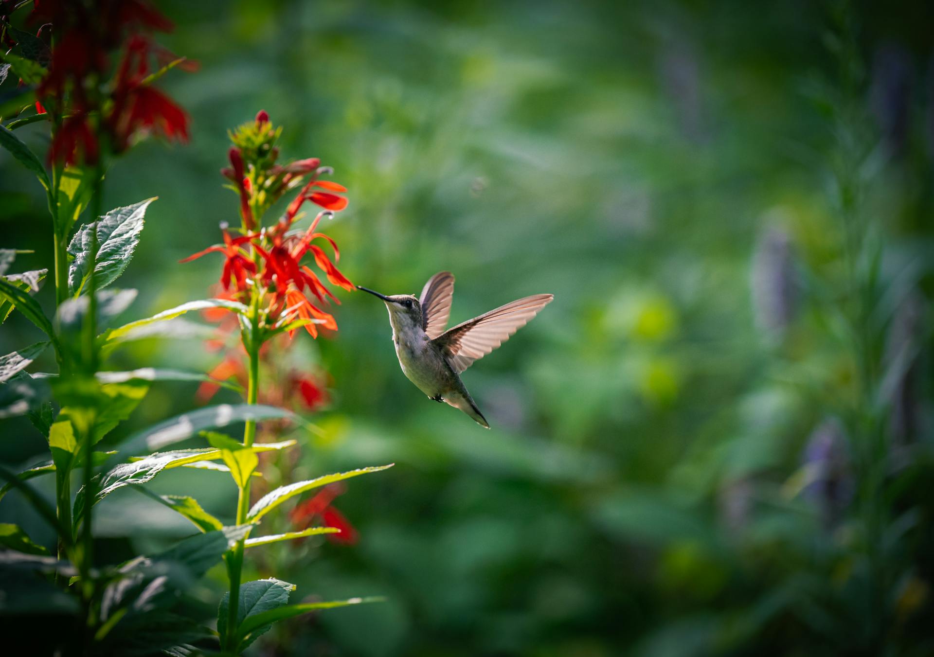 How to create a wildlife garden in a small space