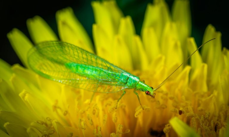 Insect spotlight: Lacewings are every South African gardener’s secret weapon