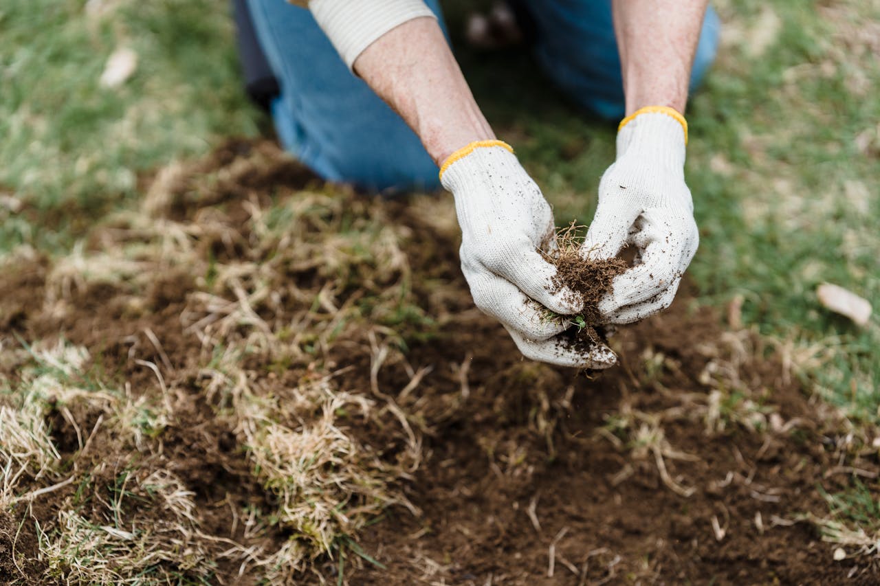 The most common lawn pests in South Africa and how to spot them