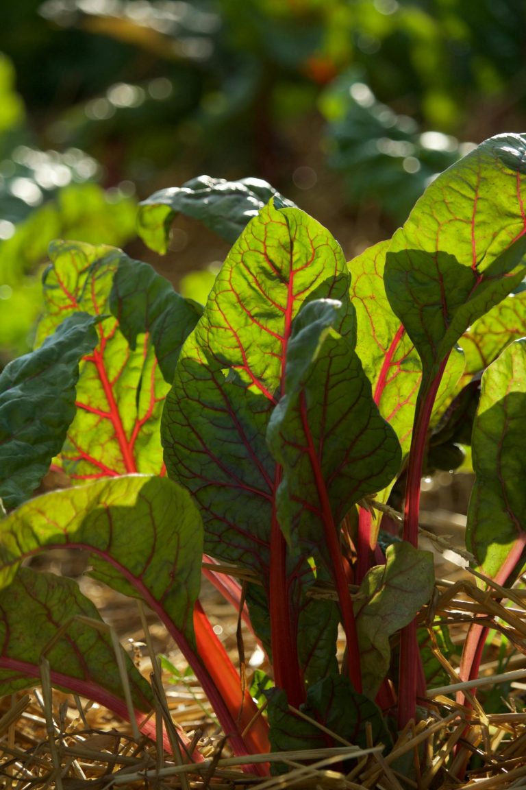 Planting rhubarb: the long-game vegetable that rewards patience
