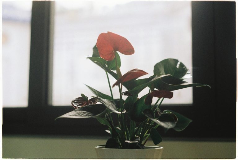 Winter blooming houseplants for your space 