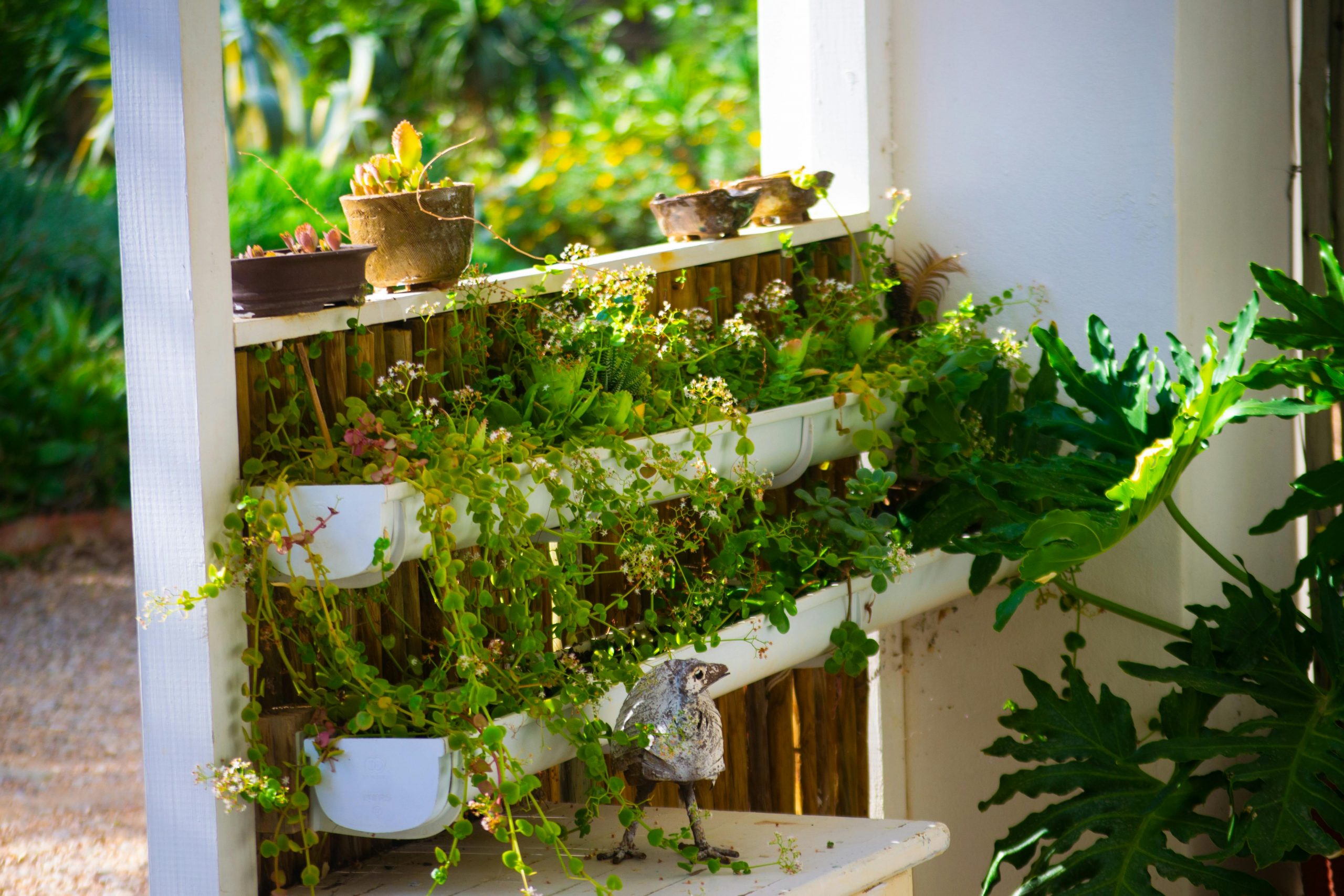 Gardening rules for South African winters 