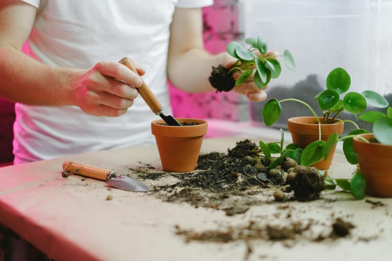 Multiply your garden for free: how and when to divide perennials