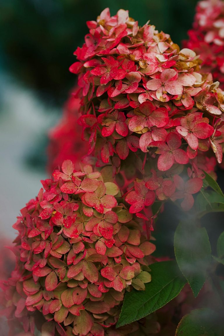 10 Elegant plants for a timeless garden