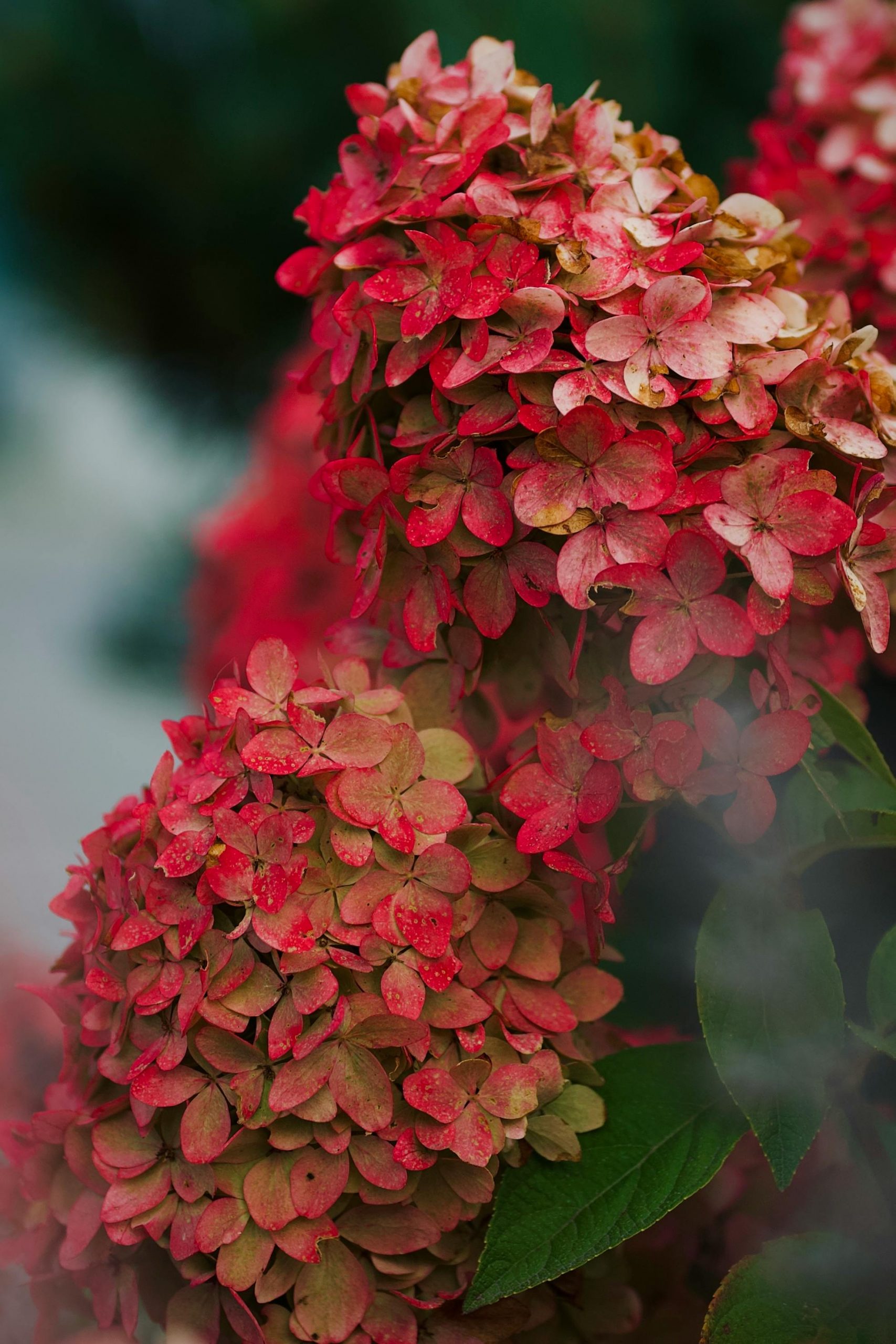 10 Elegant plants for a timeless garden