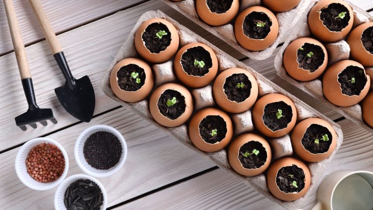 This Nostalgic Gardening Trick Is the Perfect Non-Toxic Swap for Spring Seed Sowing – All You Need Are Some Eggs