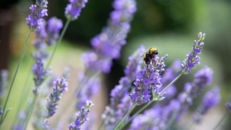 7 Cuttings to Take in May for Free Pollinator Plants – Bees, Butterflies, and Hummingbirds Love Them