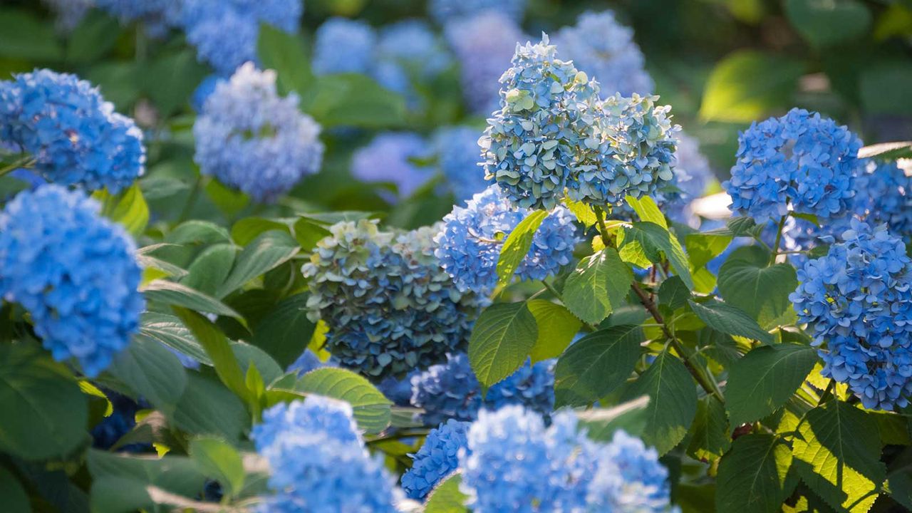 What to Do With Hydrangeas in May to Guarantee a Spectacular Display in the Summertime