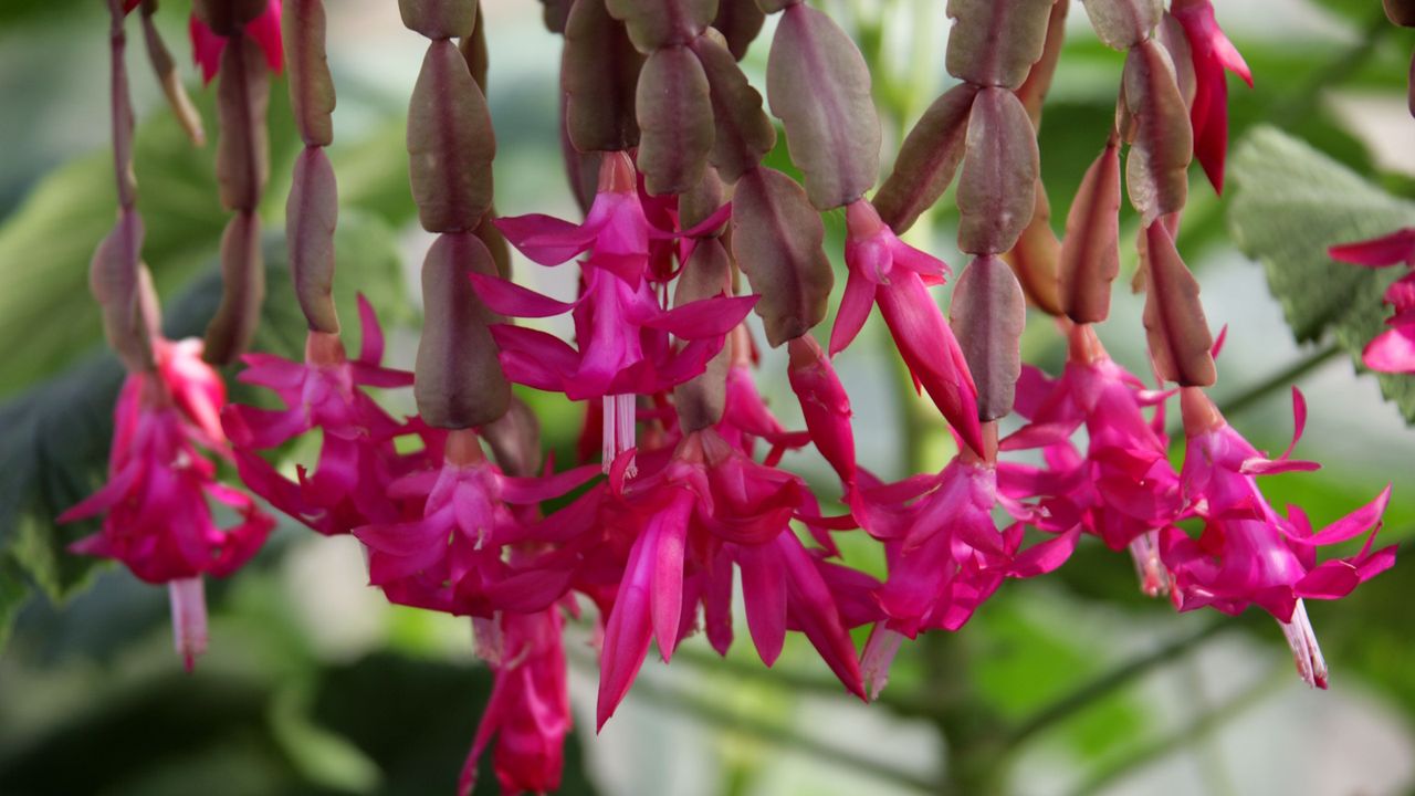 What Your Christmas Cactus Actually Needs in June to Bloom This Winter –And It Takes Just 5 Minutes