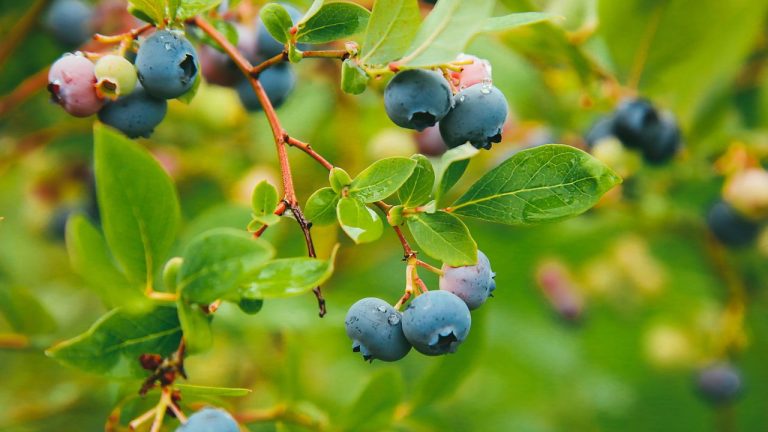 This Compact Fruit Is Replacing Apple Trees in Small Gardens – It’s Easier to Grow and Thrives in Pots