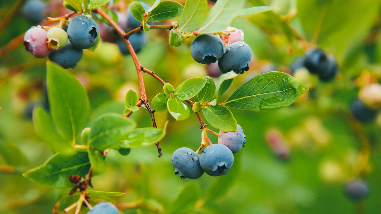This Compact Fruit Is Replacing Apple Trees in Small Gardens – It’s Easier to Grow and Thrives in Pots